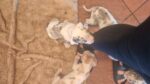 GREATDANE PUPS