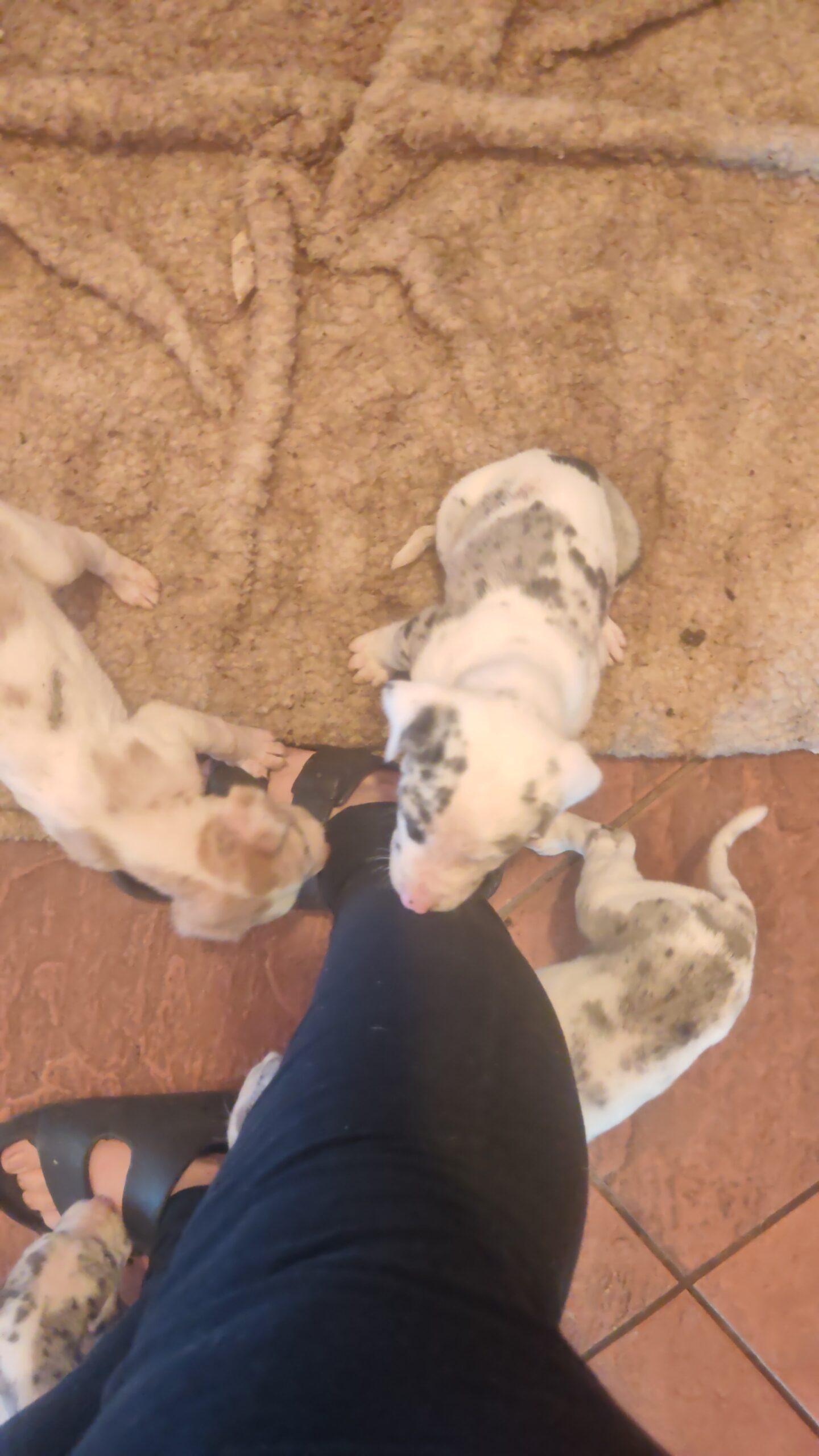 GREATDANE PUPS