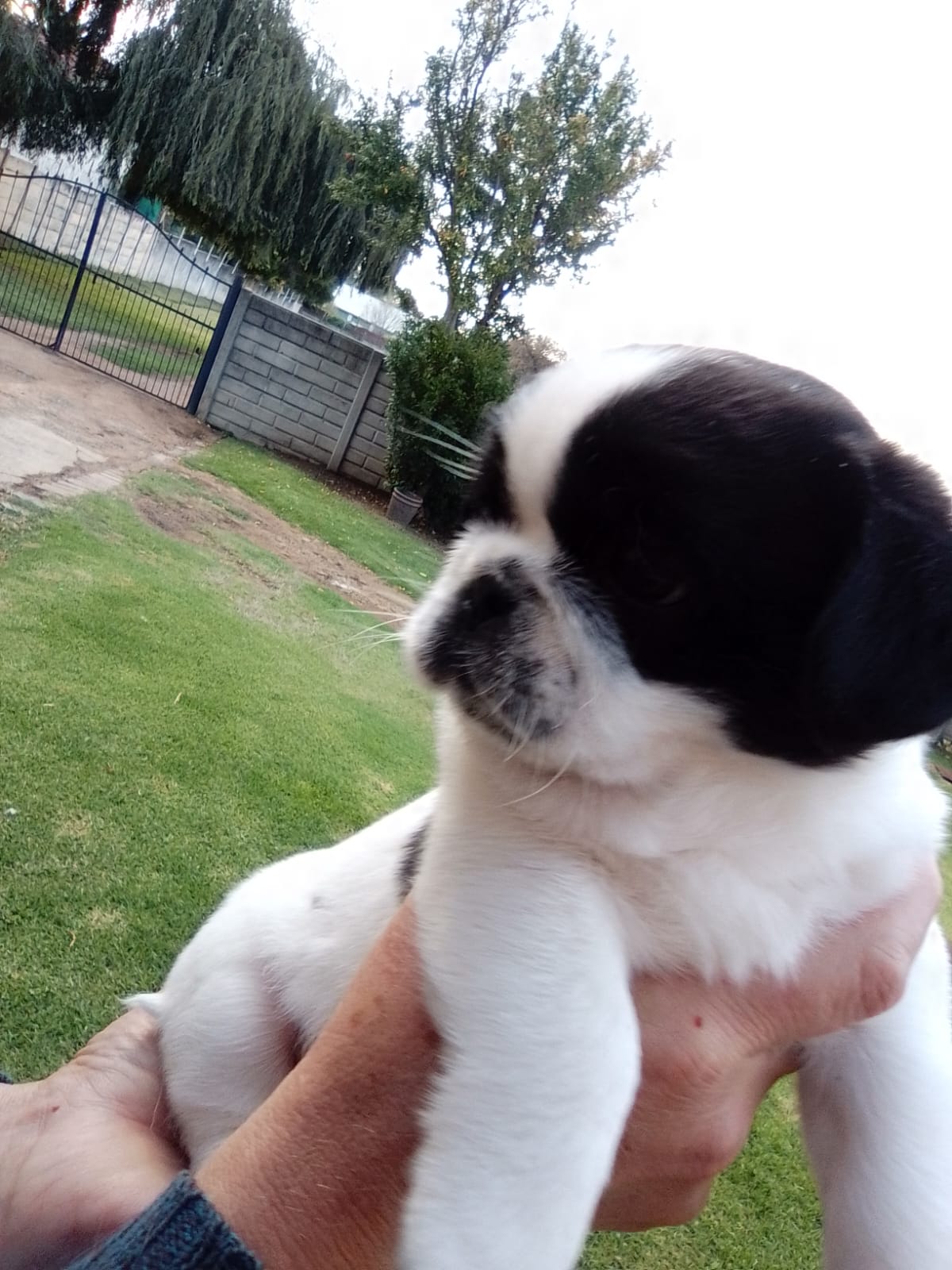 Rare White & B/W Pugs Purebred