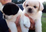 Rare White & B/W Pugs Purebred