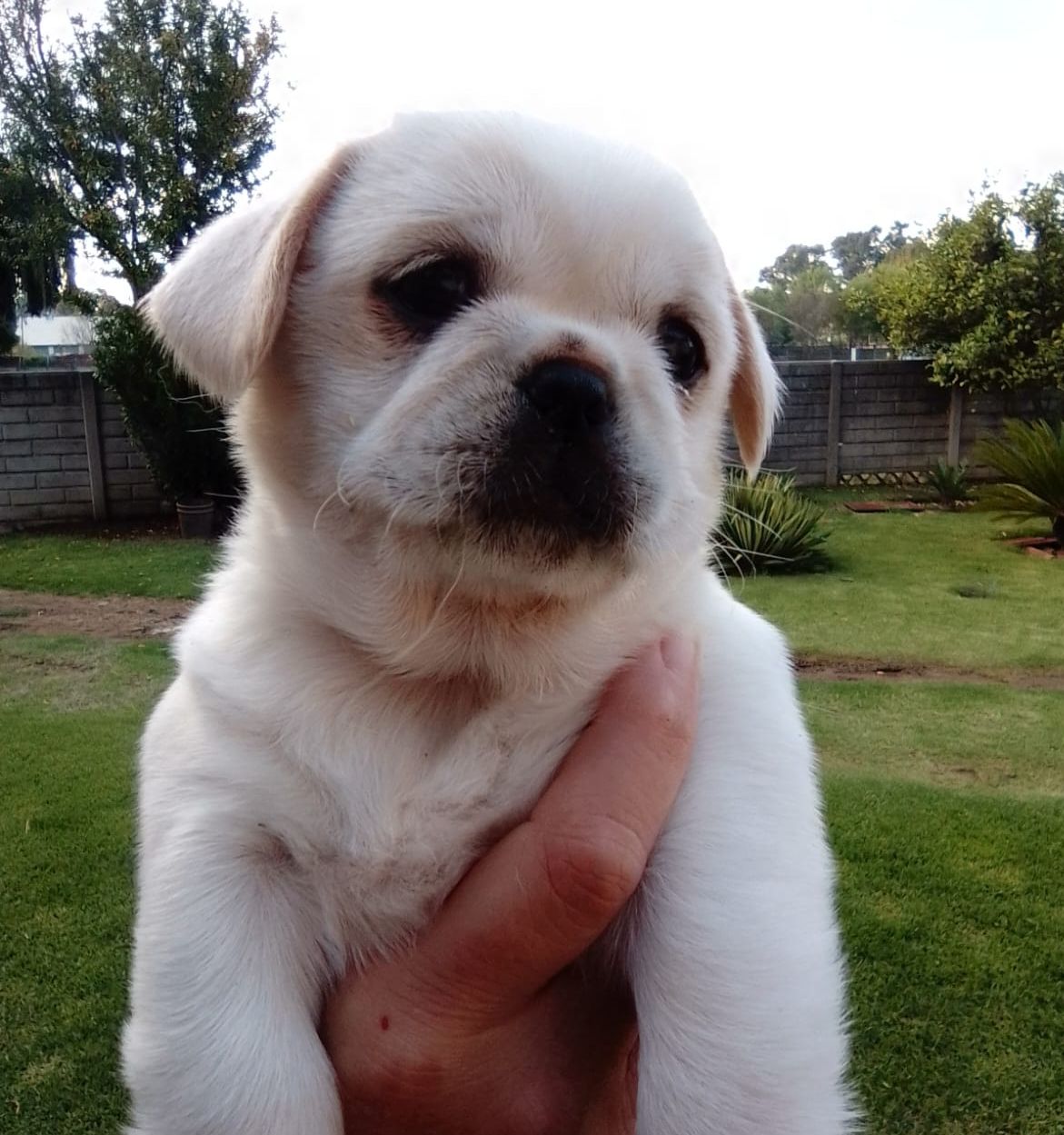 Rare White & B/W Pugs Purebred