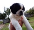 Rare White & B/W Pugs Purebred