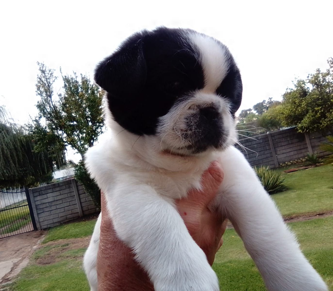 Rare White & B/W Pugs Purebred
