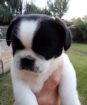 Rare White & B/W Pugs Purebred