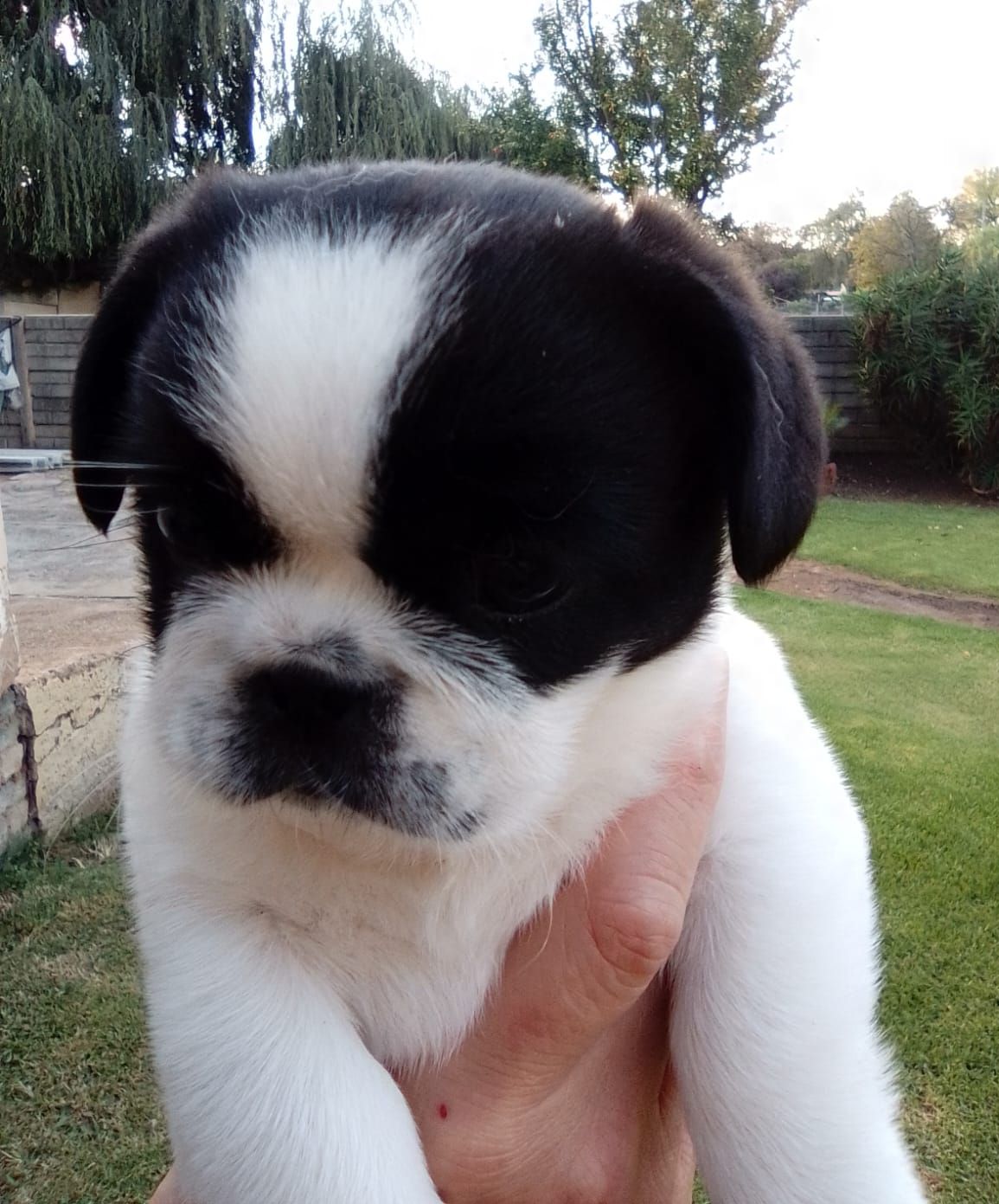 Rare White & B/W Pugs Purebred