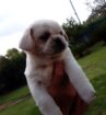 Rare White & B/W Pugs Purebred