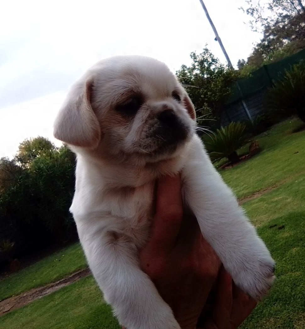 Rare White & B/W Pugs Purebred