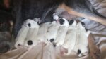 Australian Cattle Pups