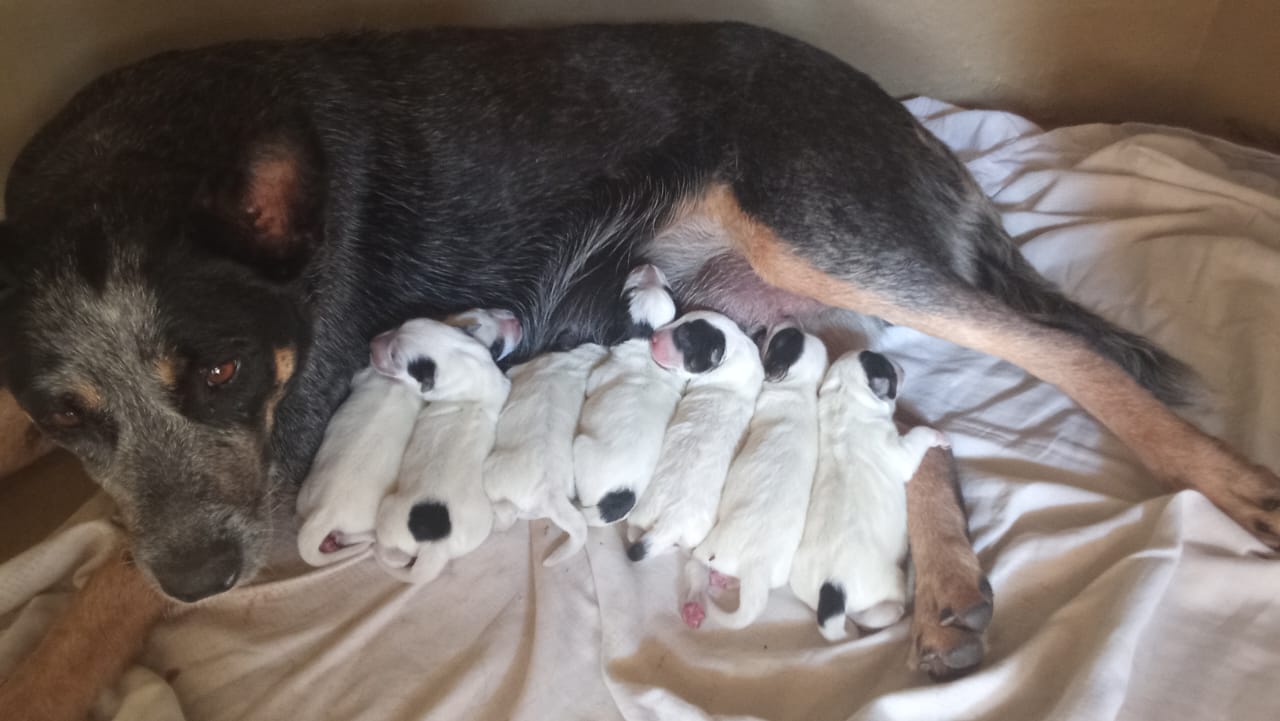 Australian Cattle Pups