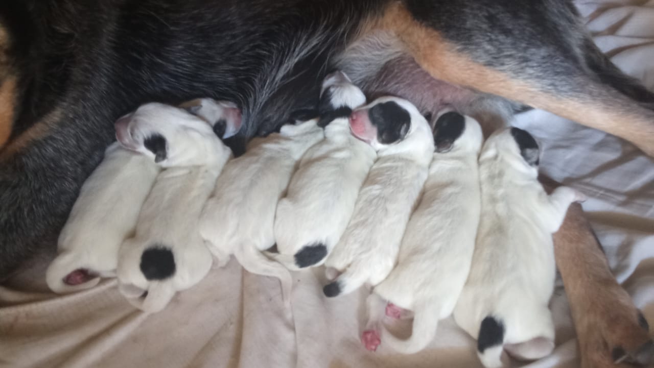 Australian Cattle Pups