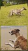 Greyhound puppies