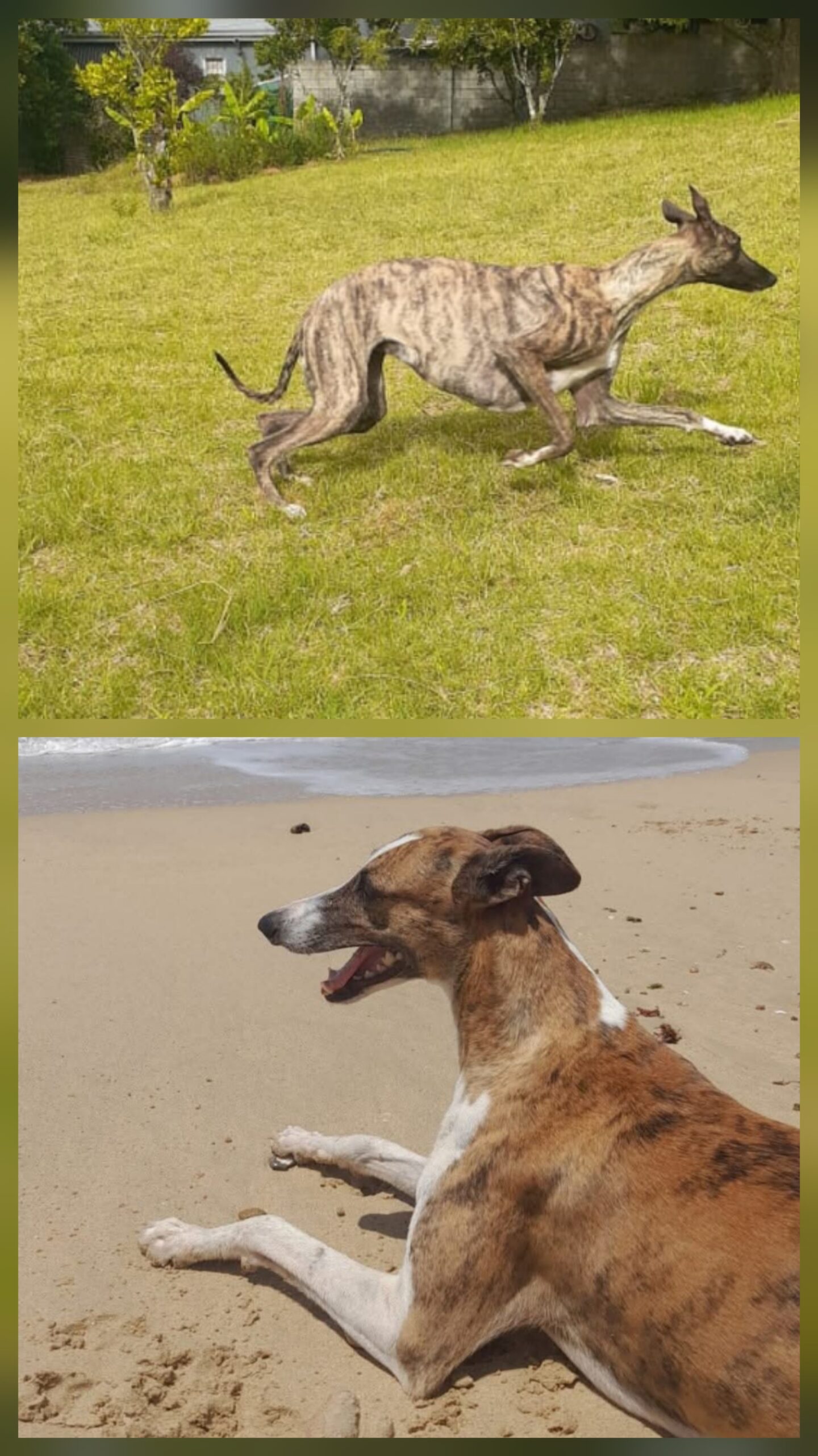 Greyhound puppies
