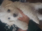 Maltese puppies
