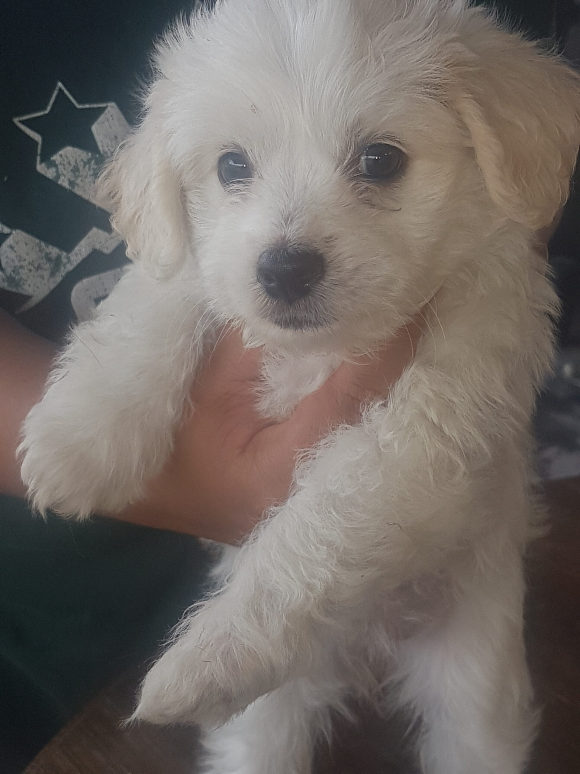 Maltese puppies