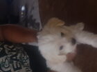 Maltese puppies