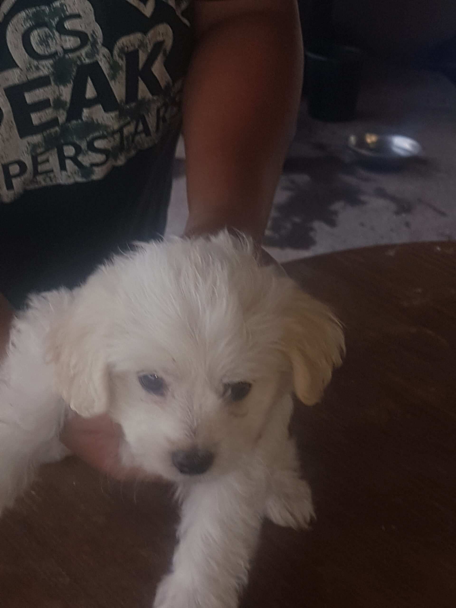 Maltese puppies