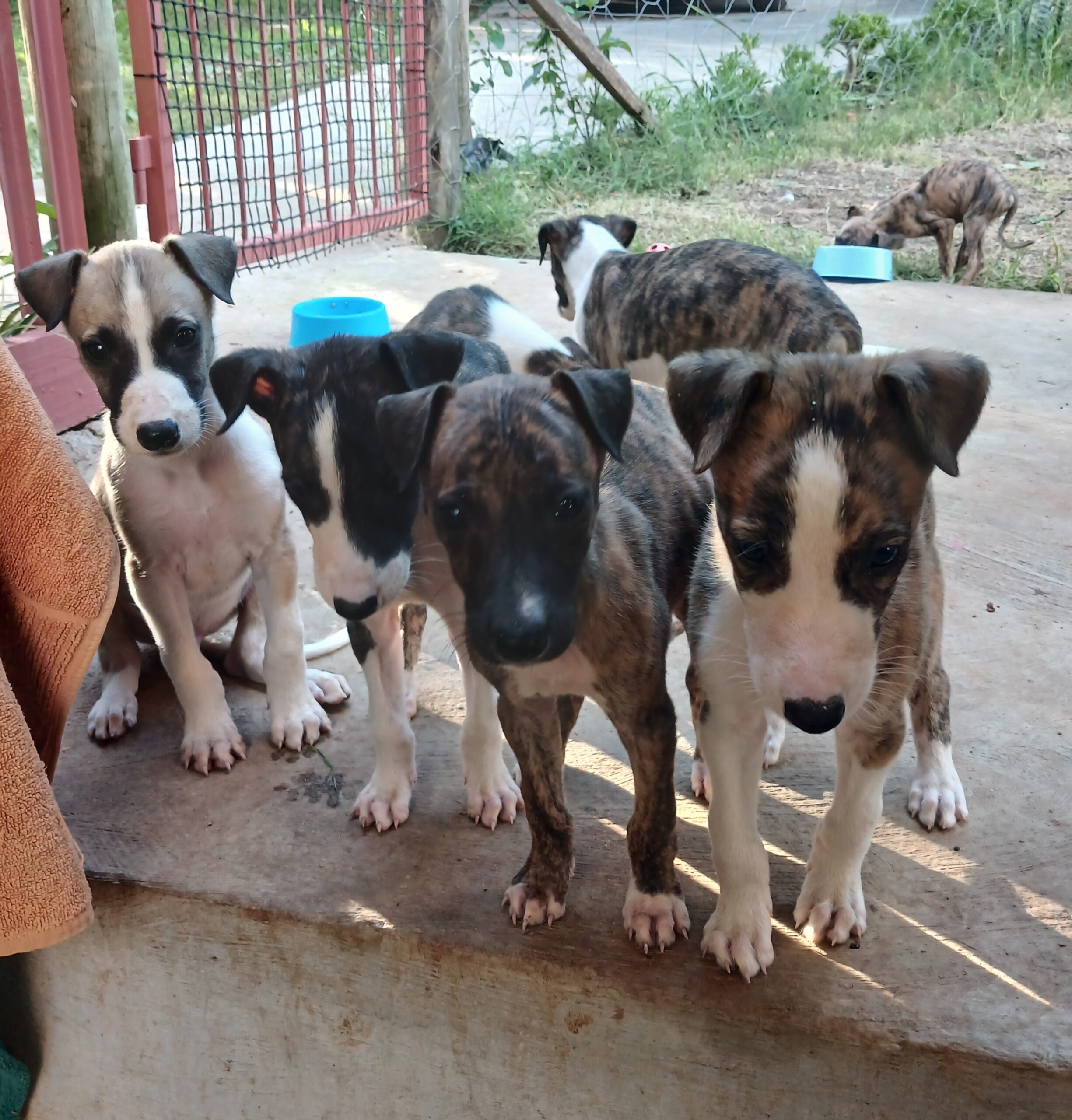 Greyhound puppies