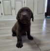 Labrador