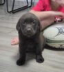 Labrador