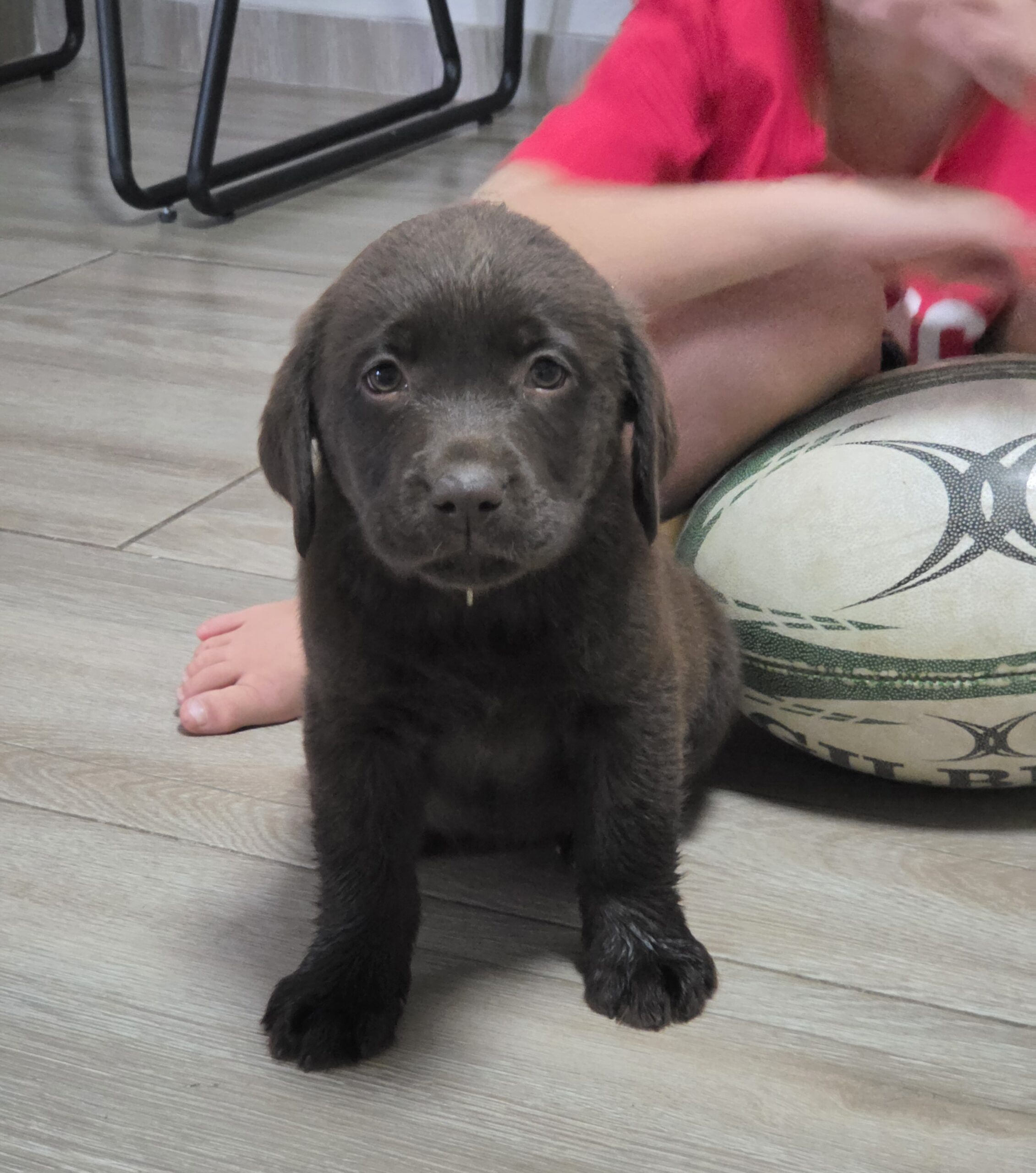 Labrador