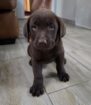 Labrador