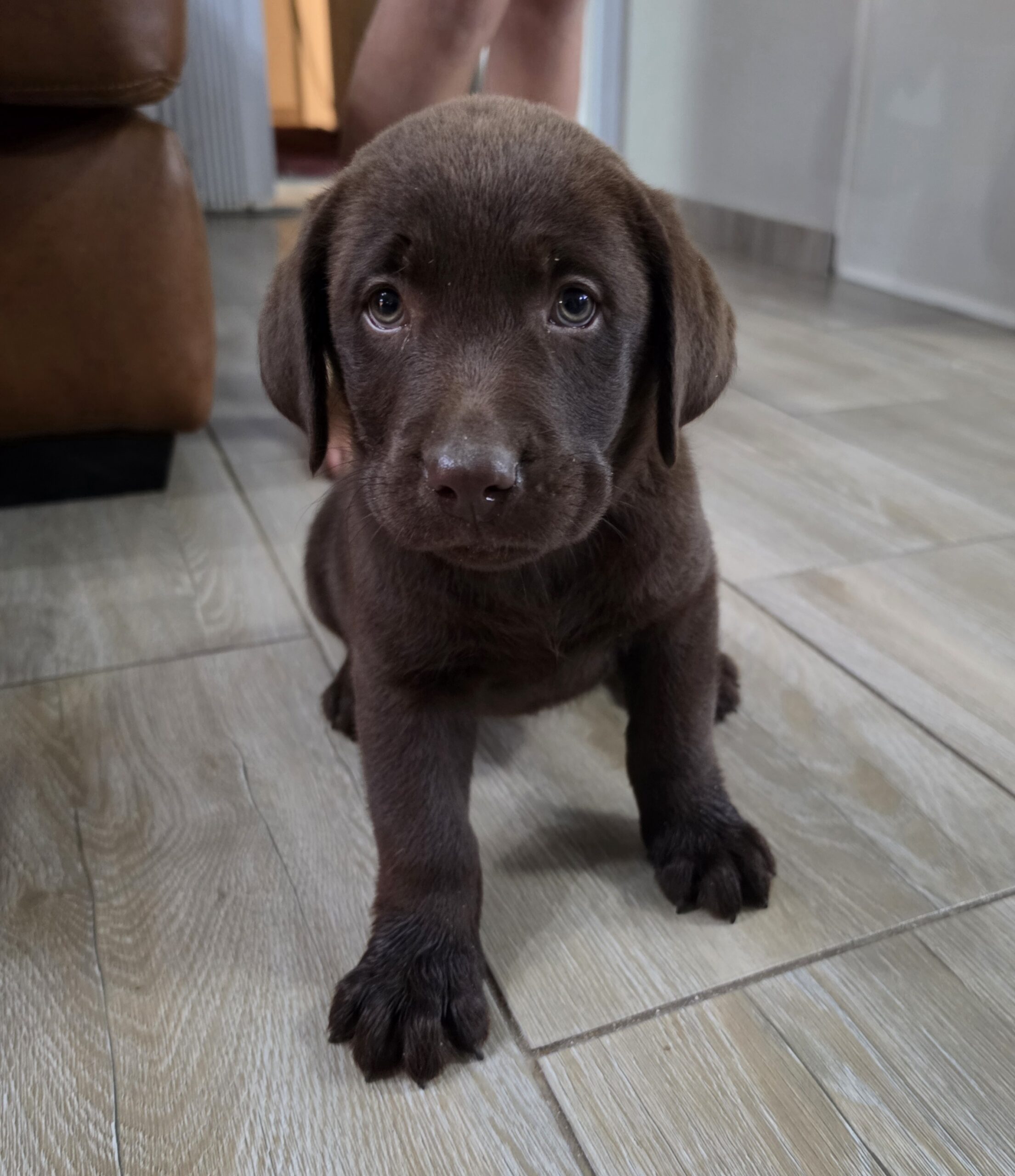 Labrador
