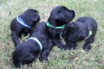 Giant Schnauzer‑puppies for sale R5 000