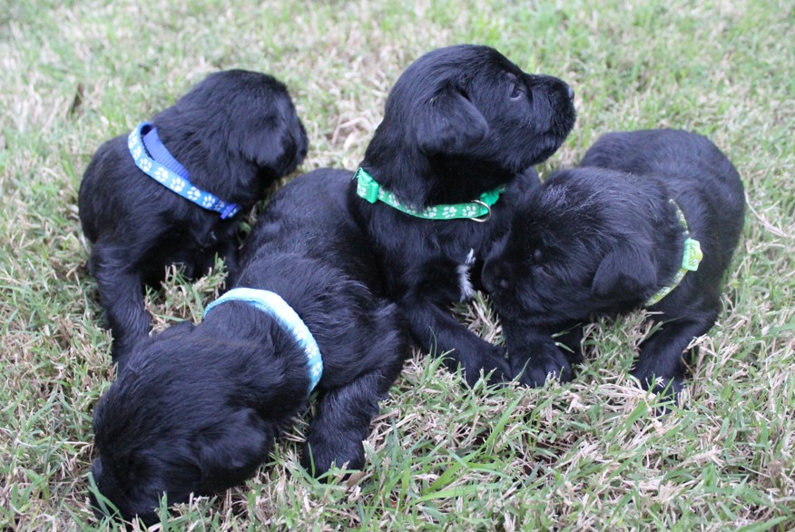 Giant Schnauzer‑puppies for sale R5 000