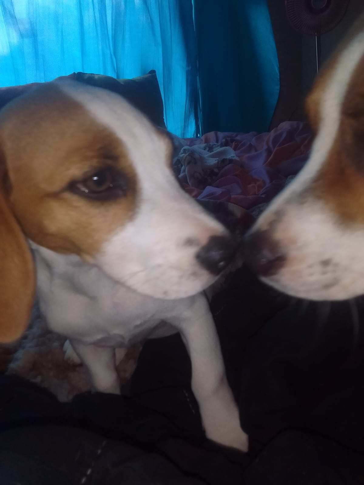 Beagle female puppies
