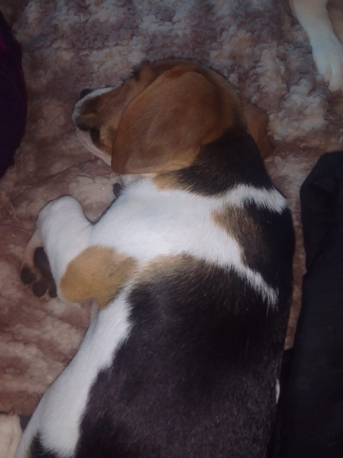 Beagle female puppies