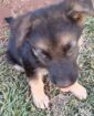 German Shepherd puppies