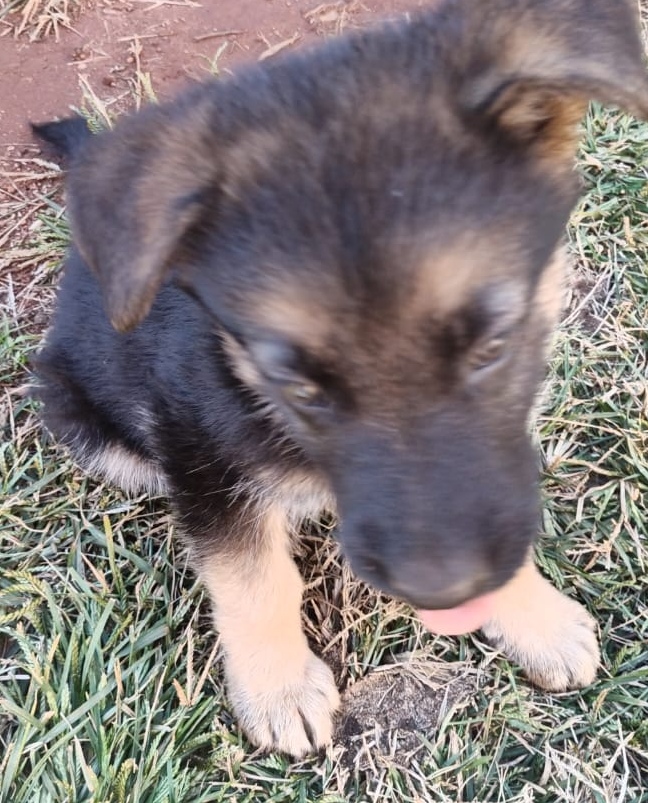 German Shepherd puppies