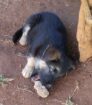 German Shepherd puppies