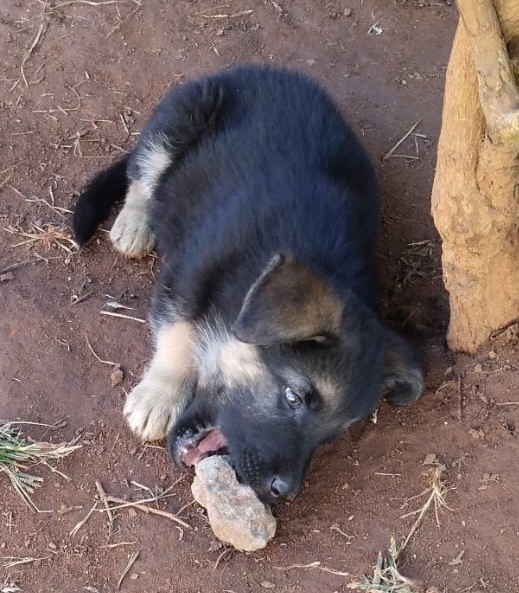 German Shepherd puppies