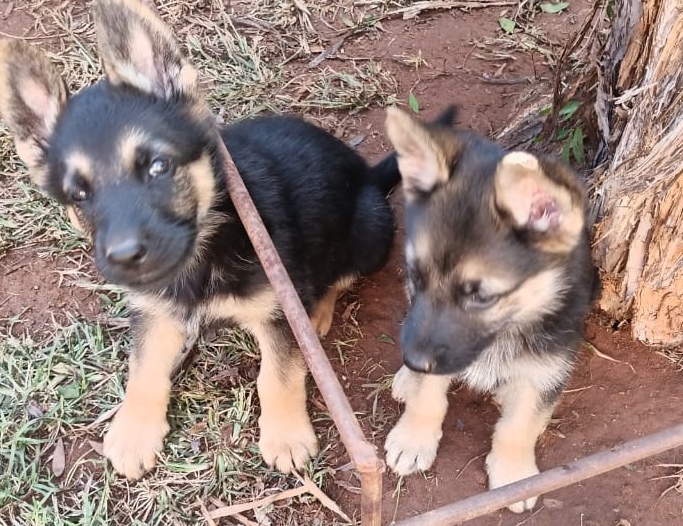 German Shepherd puppies