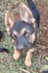 German Shepherd puppies
