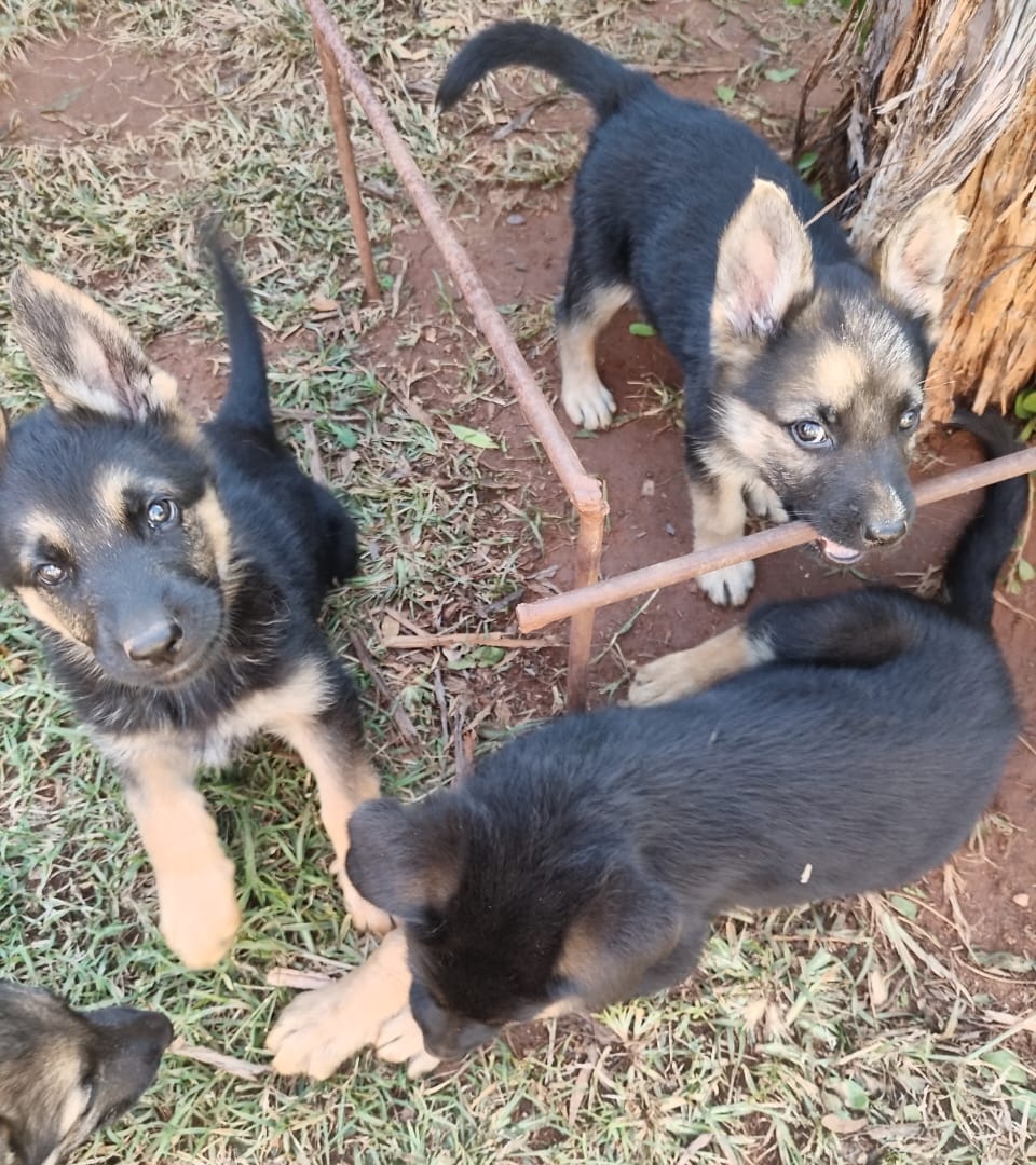 German Shepherd puppies