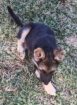 German Shepherd puppies