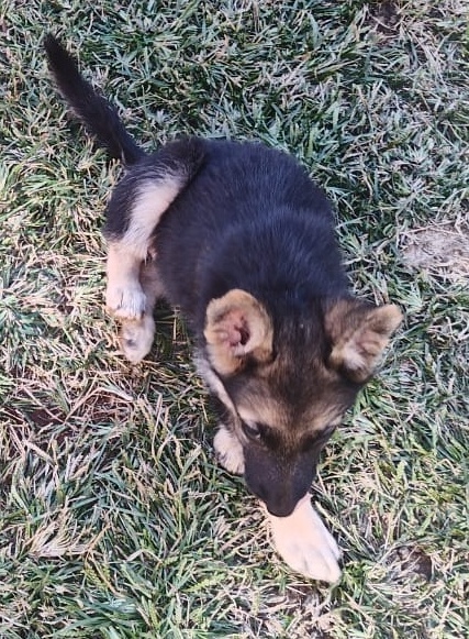 German Shepherd puppies