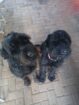 Giant Schnauzer‑puppies for sale R5 000