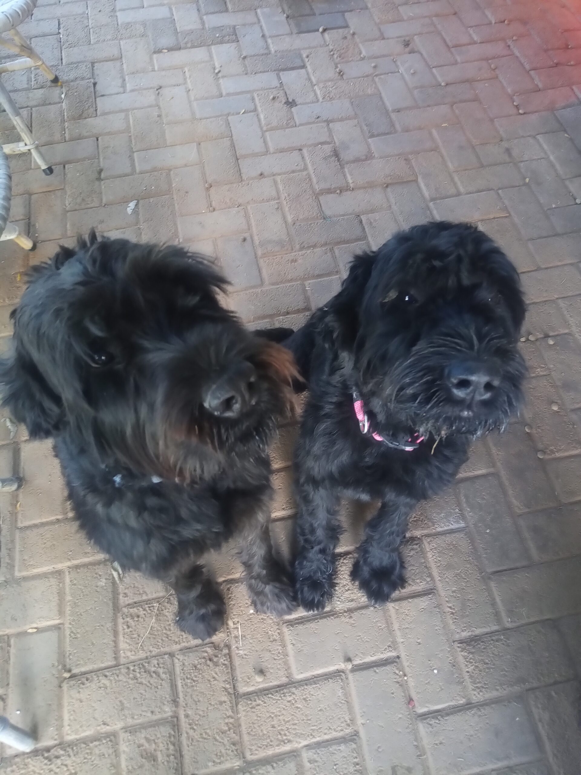 Giant Schnauzer‑puppies for sale R5 000