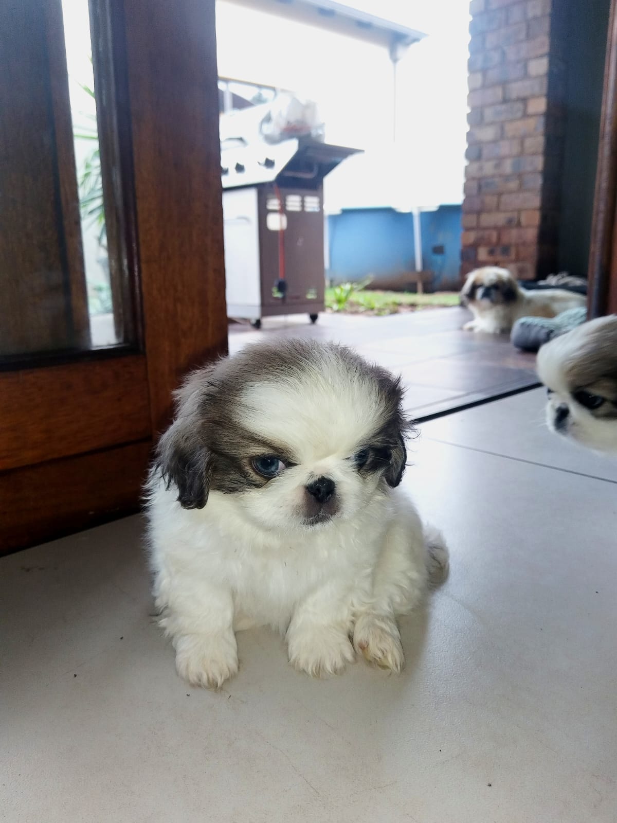 Pekingese Puppy