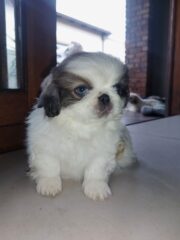 Puppy-blue