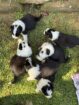 Border Collie Pups