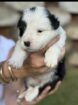 Border Collie Pups