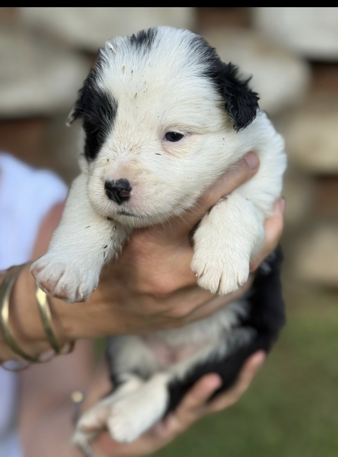 Border Collie Pups