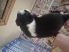 Border Collie Pups