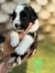 Border Collie Pups