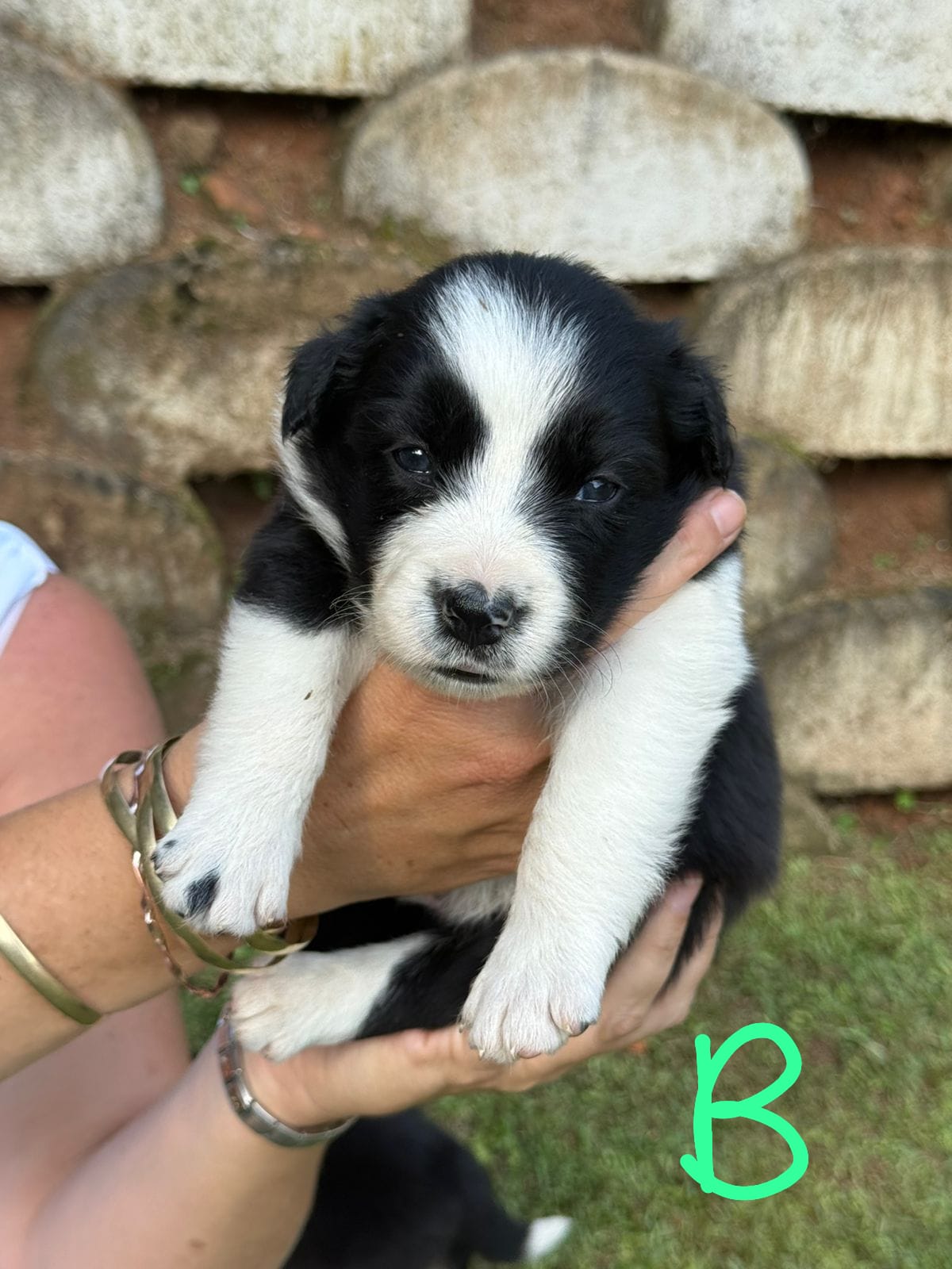 Border Collie Pups