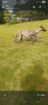 Greyhound puppies